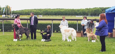 Nubiad - Sighthound Specialty Show of Versoix (CH)
