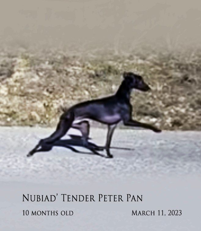 Nubiad Tender peter pan