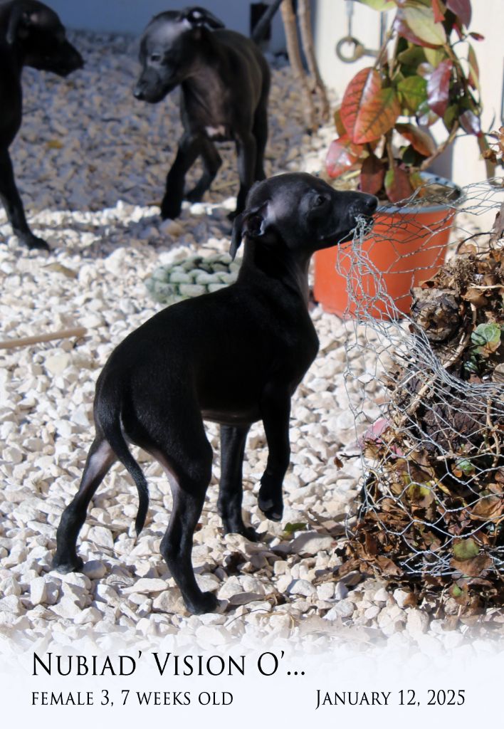 Nubiad - Chiot disponible  - Petit Levrier Italien