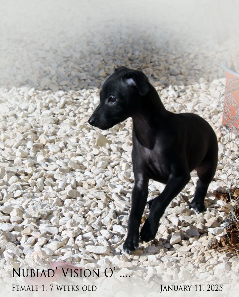 Nubiad - Chiot disponible  - Petit Levrier Italien