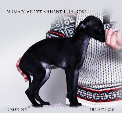 NUBIAD' VELVET SHANTILLIH ROSE