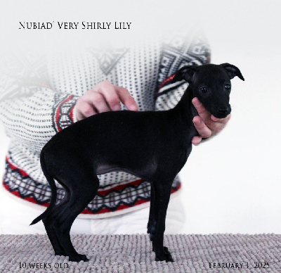 NUBIAD' VERY SHIRLY LILY