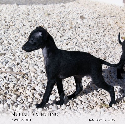 NUBIAD' VALENTINO