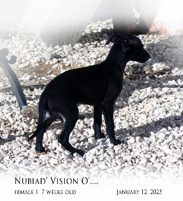 NUBIAD' VISION O' LOVE