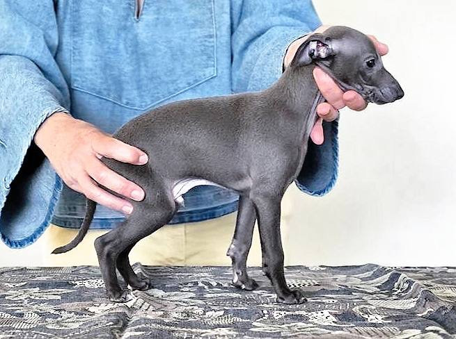 Nubiad - Chiot bleu disponible