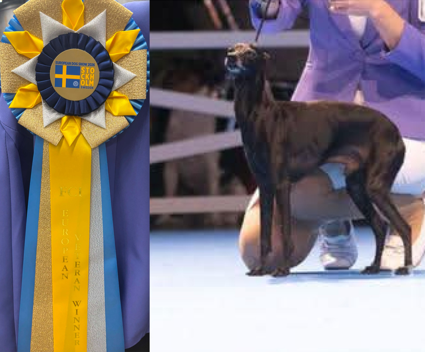 Veteran European Winner 2026